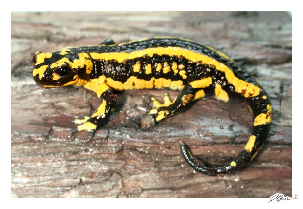 Striped FIRE Salamander