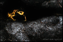 Leuc The Hunter emerging from Darkness