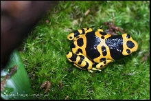 Leucomelas
