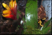 Leucomelas