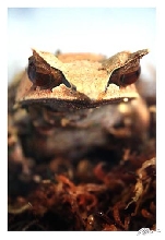 Megophrys nasuta