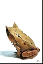 Megophrys nasuta