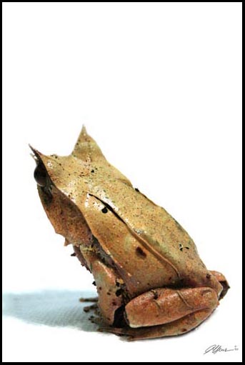 Megophrys nasuta