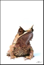 Megophrys nasuta
