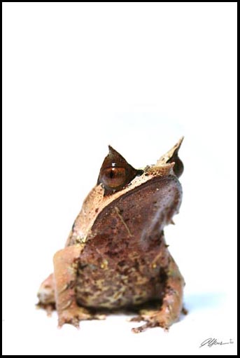 Megophrys nasuta