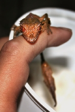 Uroplatus phantasticus - Satanic Leaftail Gecko