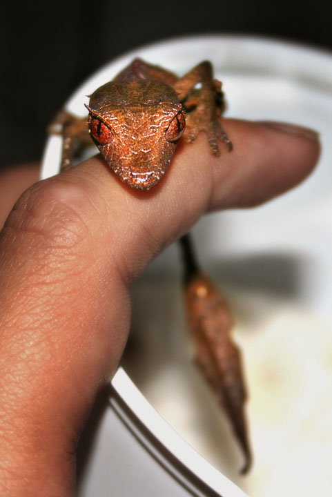 Uroplatus phantasticus - Satanic Leaftail Gecko