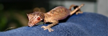 Uroplatus phantasticus - Satanic Leaftail Gecko