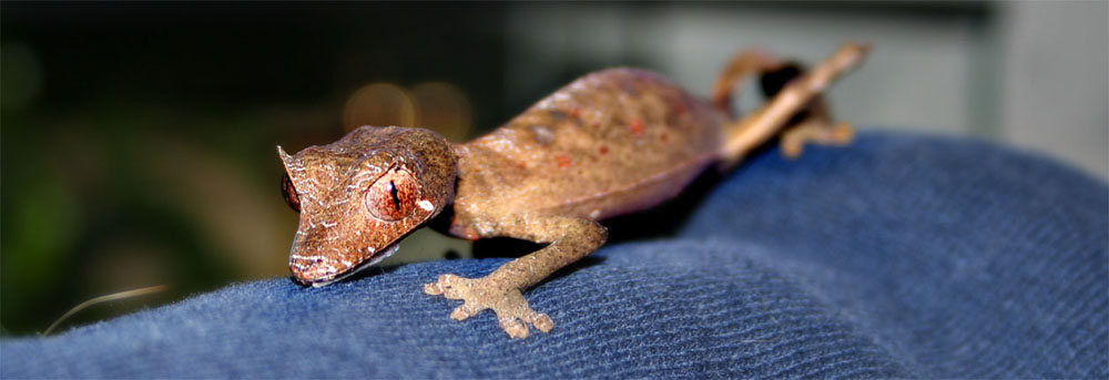 Uroplatus phantasticus - Satanic Leaftail Gecko