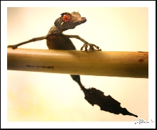 Uroplatus phantasticus posing