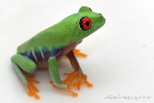 Red Eye Tree Frog