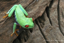 Red Eye Tree Frog on Tree