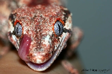 Red Gargoyle smiling