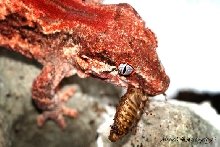 Red Gargoyle eating Roach