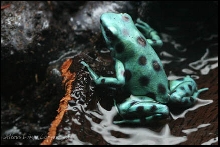 Spotted auratus on Waterfall
