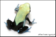 Tinc yellowback