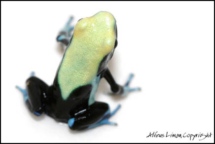 Tinc yellowback