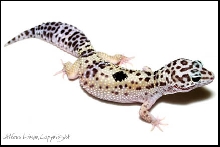 Big Black Spot - Leopard Gecko