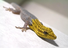 Yellow Head Gecko - Lygodactylus luteopicturatus