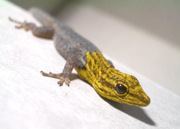 Yellow Head Gecko - Lygodactylus luteopicturatus