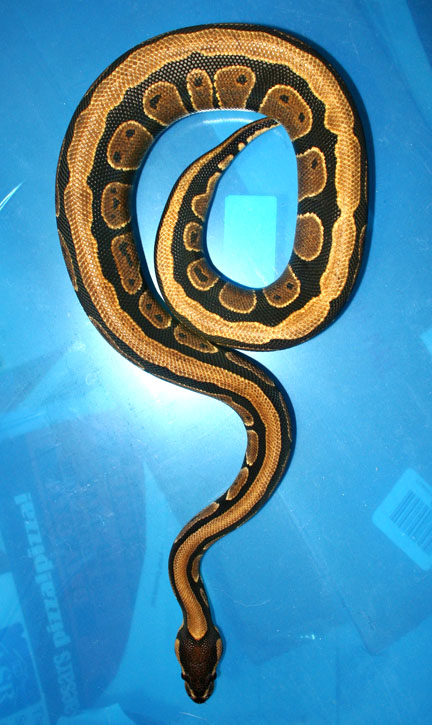 another view of my Full Striped female Ball.