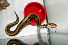 Full Striped Female Ball Python - Hellow!