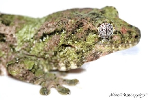 Rhacodactylus chahoua - close up