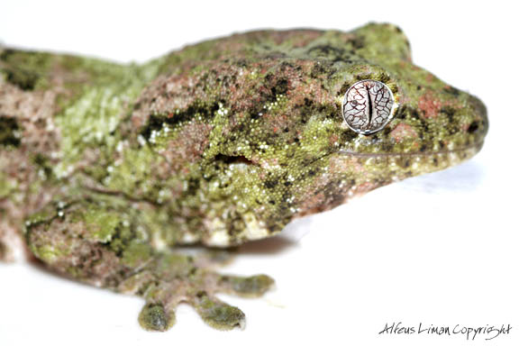 Rhacodactylus chahoua - close up