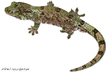 Rhacodactylus chahoua