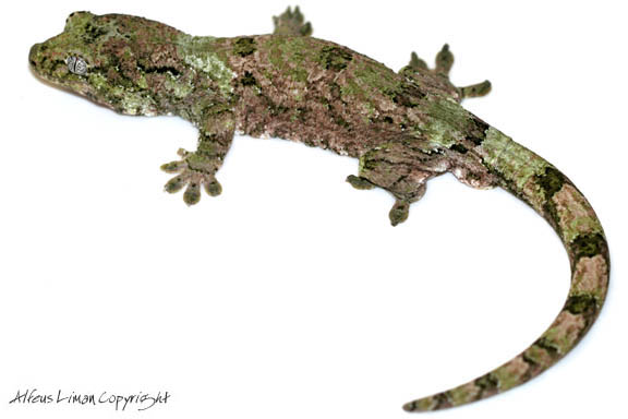 Rhacodactylus chahoua