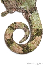 Rhacodactylus chahoua TAIL