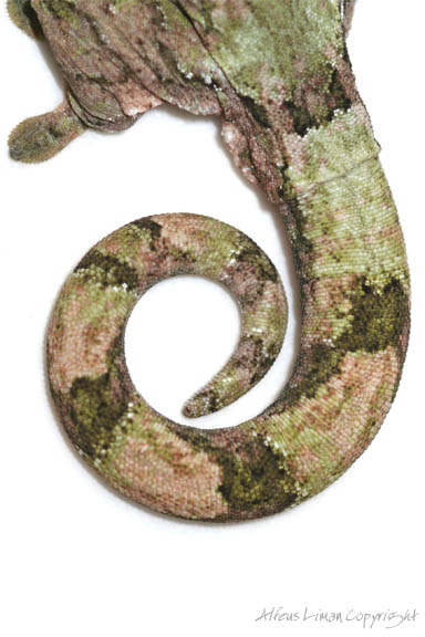 Rhacodactylus chahoua TAIL