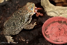 Rococo eat worm