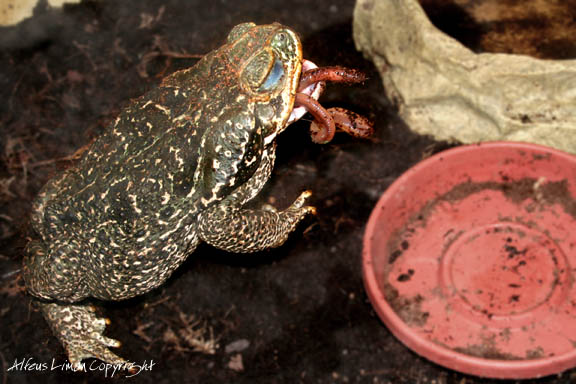 Rococo eat worm