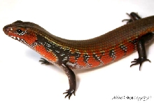 Fire Skink