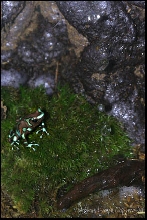 auratus