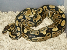 0.1 Het-Albino BP