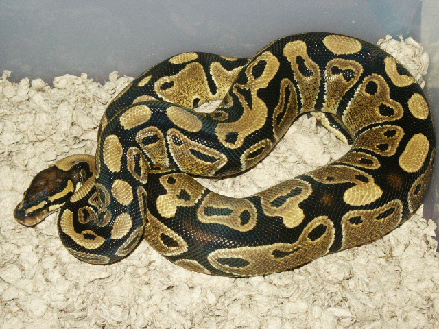 0.1 Het-Albino BP