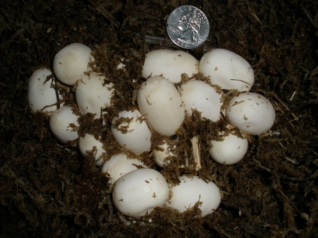 2011 Snow x Wild Type Eggs