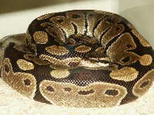 Ball Python - Normal