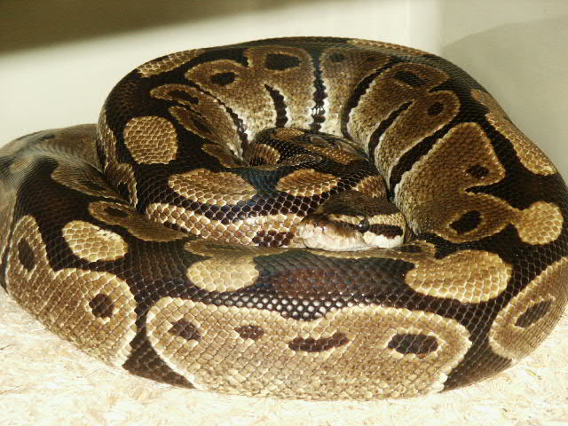 Ball Python - Normal