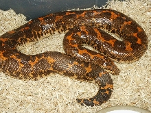 Het-Albino Female