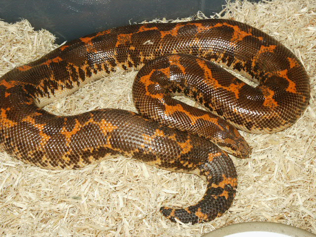 Het-Albino Female