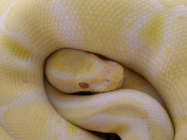 Albino0209