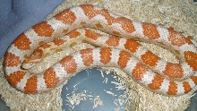 Creamsicle 0312