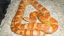 Amel 0312