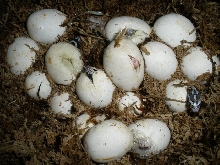 2011 Hatching