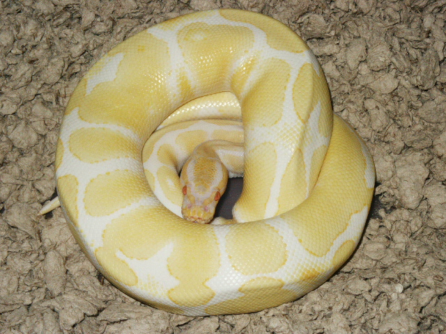 1.0 Albino BP