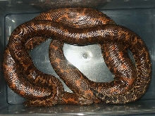 het-albino pair