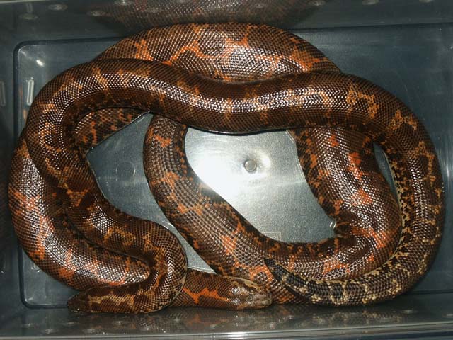 het-albino pair